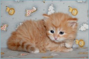 Female Siberian Kitten from Deedlebug Siberians